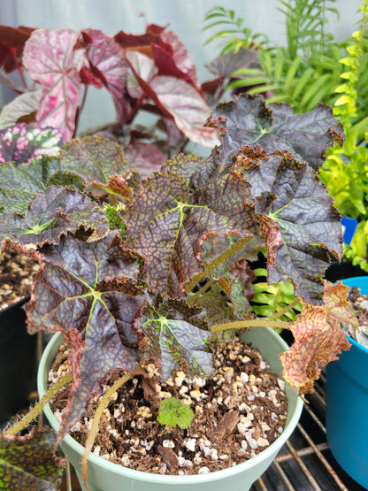 Rex Begonia ‘Harmony’s Ray Glo’