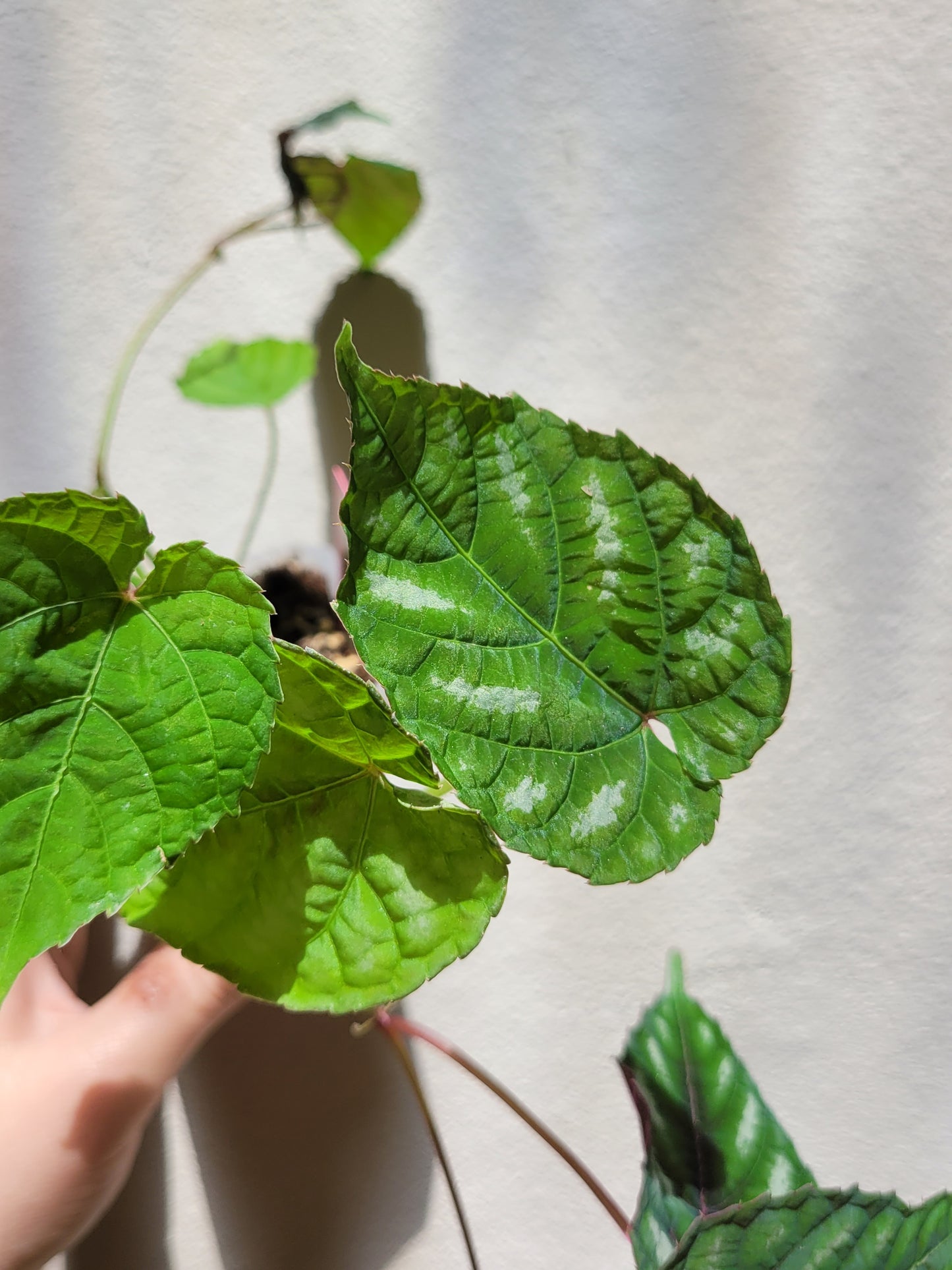 Cissus ‘Discolor’