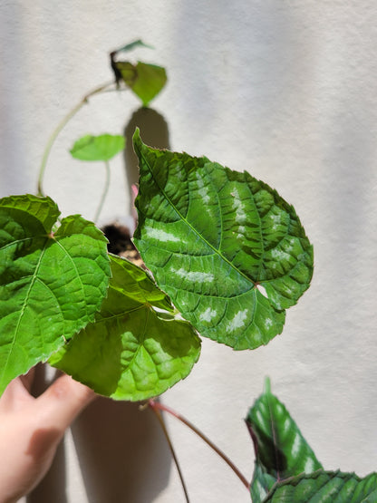 Cissus ‘Discolor’