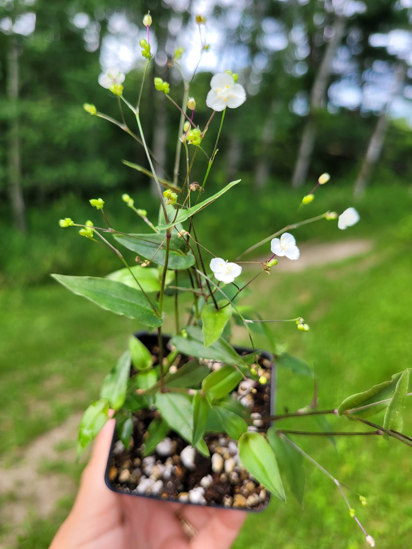 Gibasis Pellucida (Tahitian Bridal Veil)