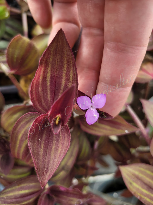 Tradescantia Zebrina var. Mollipila “Purple Plush”