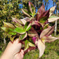 Tradescantia Zebrina Discolor-Multicolor