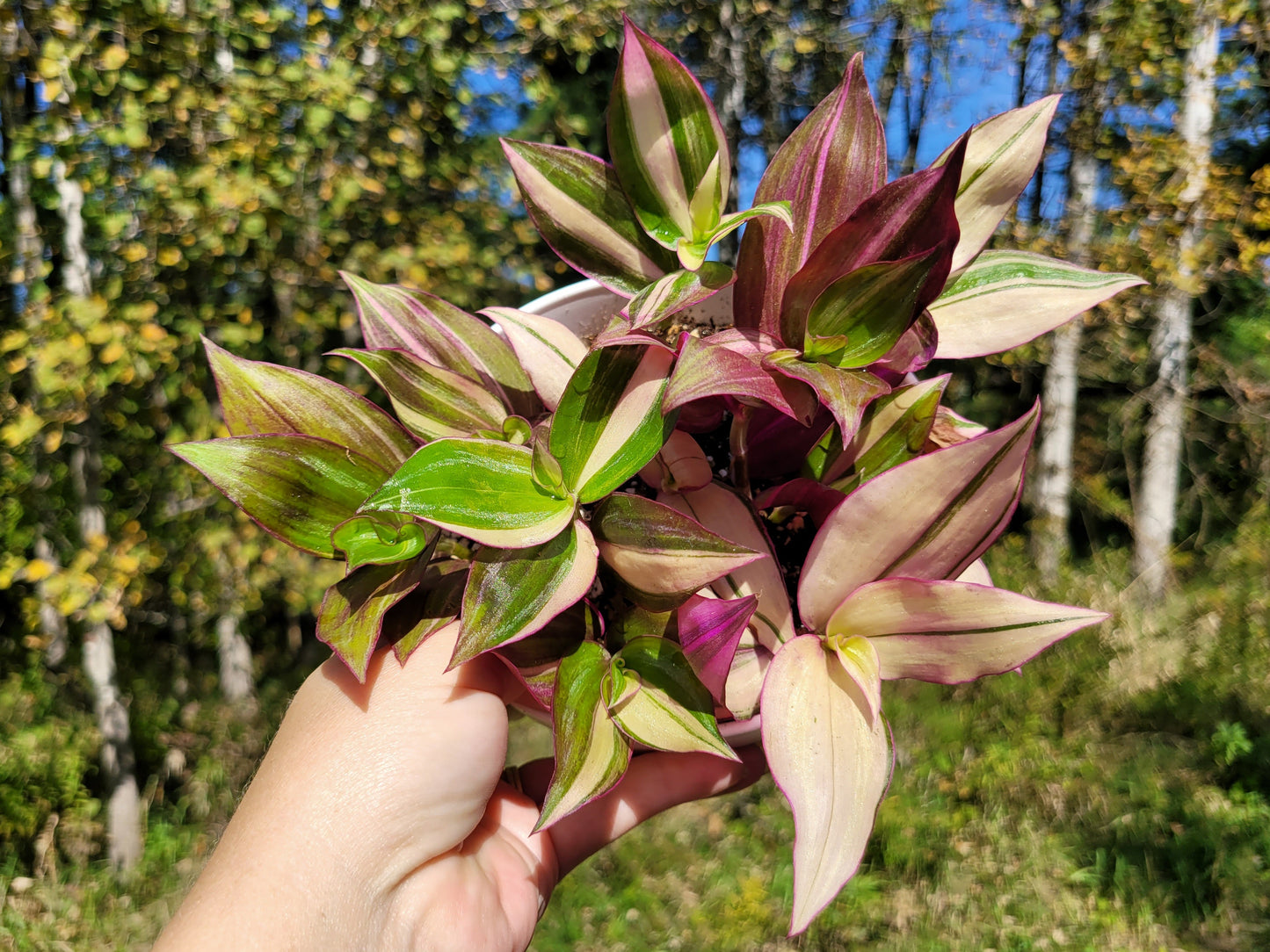 Tradescantia Zebrina Discolor-Multicolor