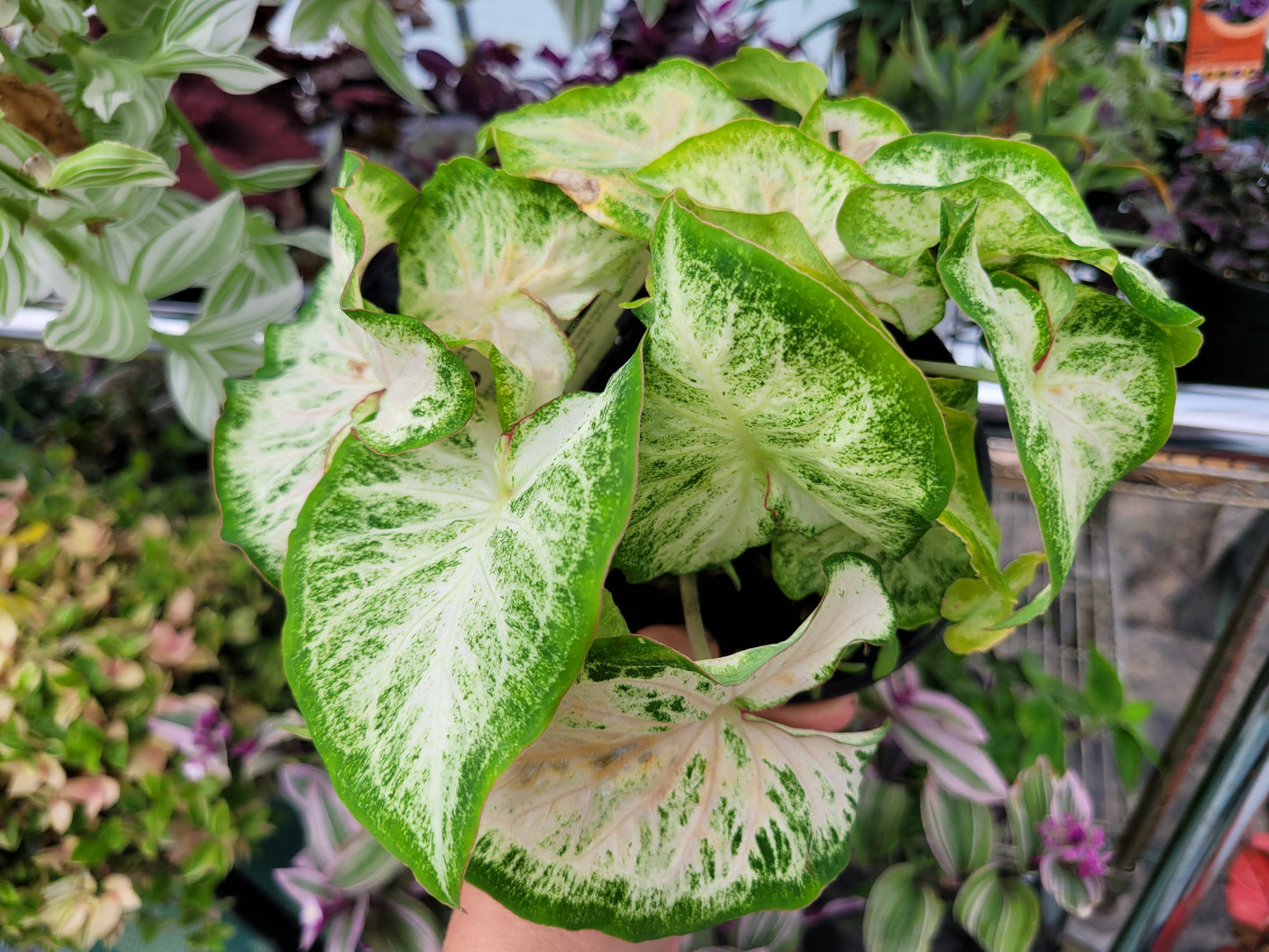 Caladium ‘Diamond White’
