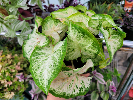 Caladium ‘Diamond White’