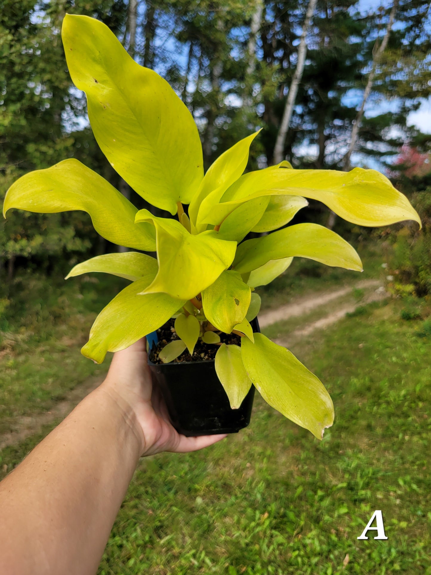 Philodendron Warscewiczii 'Aurea'