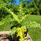 Nephrolepis Exaltata ‘Tiger Fern’