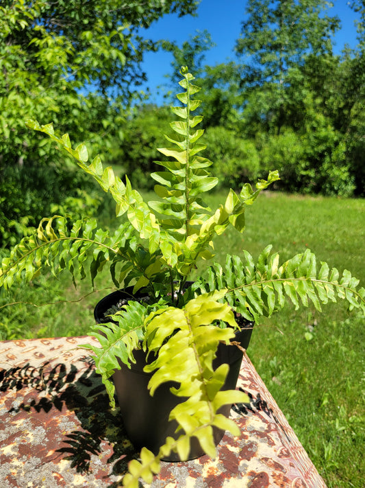 Nephrolepis Exaltata ‘Tiger Fern’