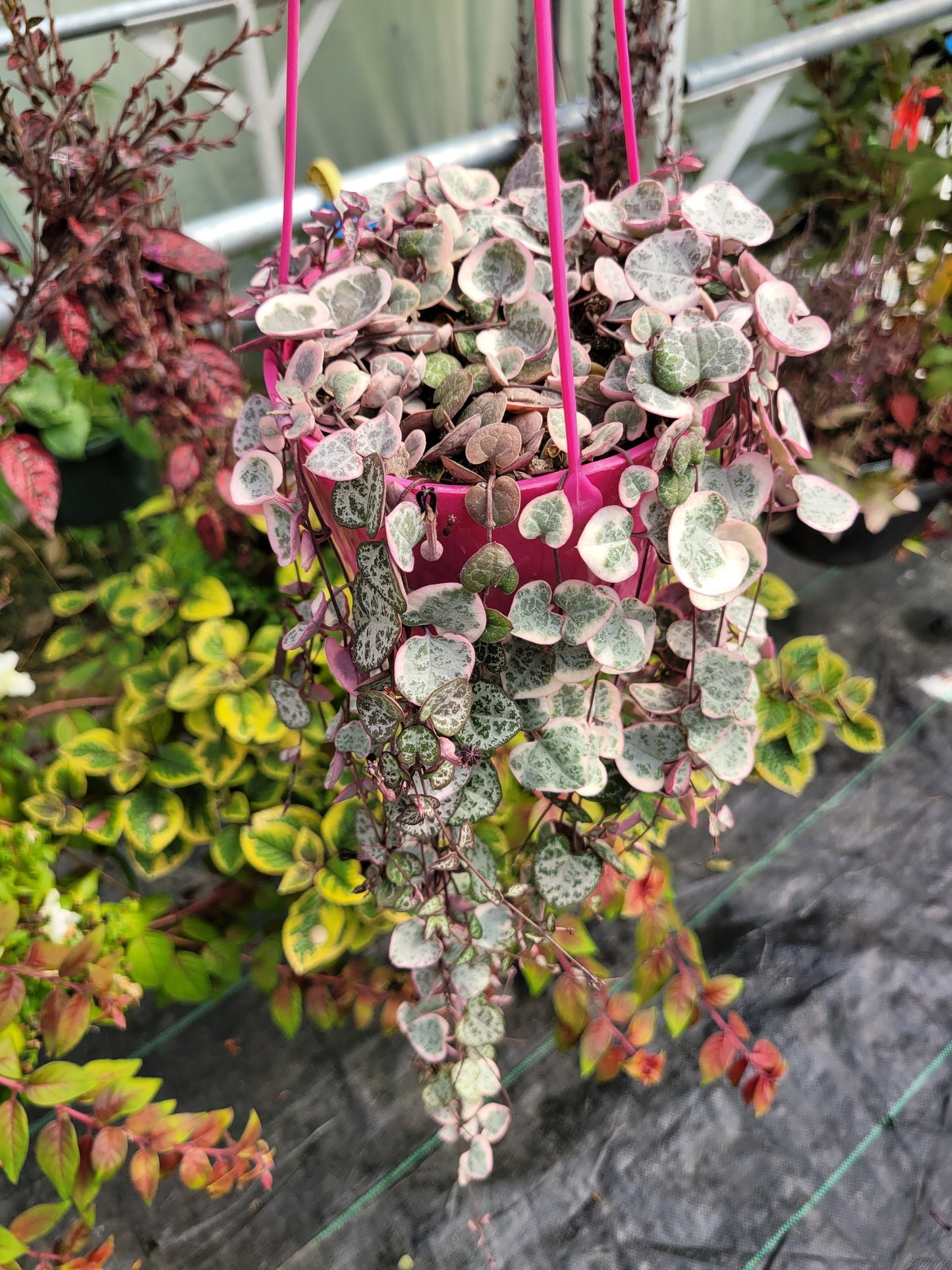 Ceriopegia linearis ‘Woodii’ (Variegated String of Hearts)