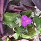 Tradescantia Sillamontana