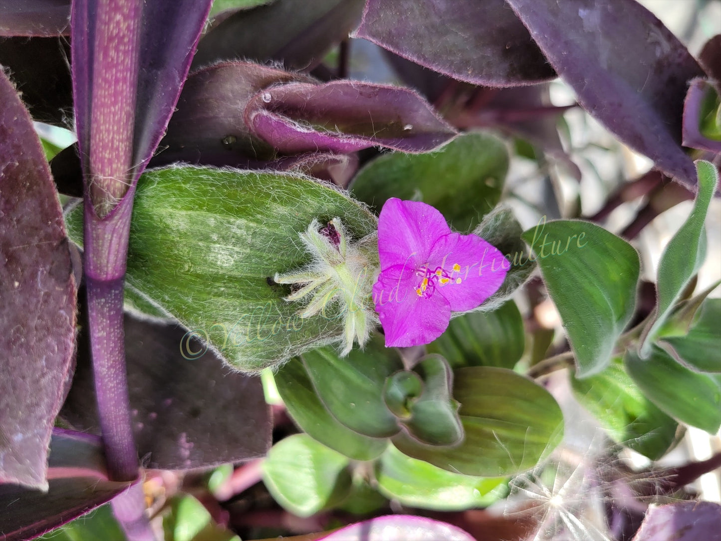 Tradescantia Sillamontana