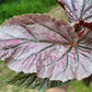 Angel Wing Begonia ‘Miss Mummy’