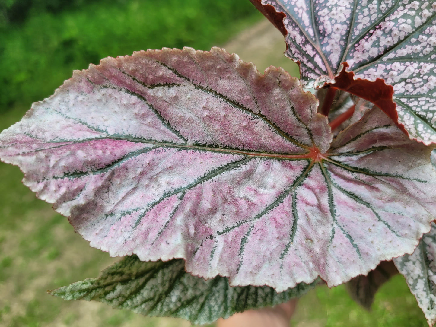 Angel Wing Begonia ‘Miss Mummy’