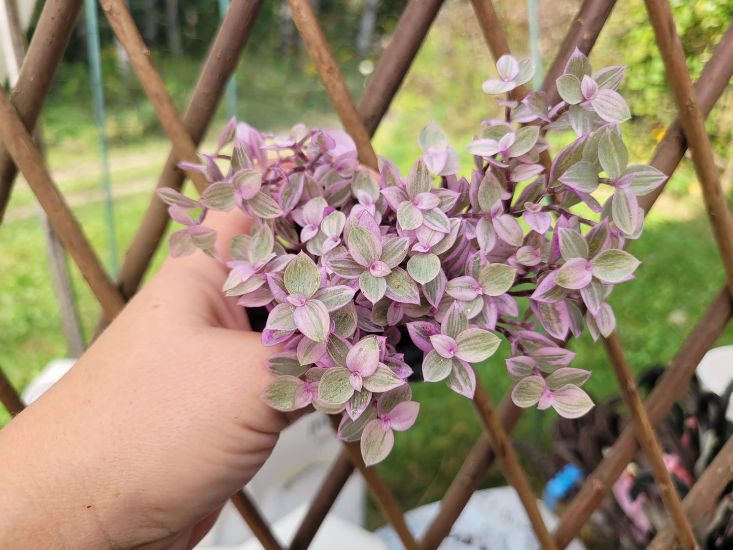 Callisia Repens ‘Rosato’ (“Pink Panther/Pink Lady”)