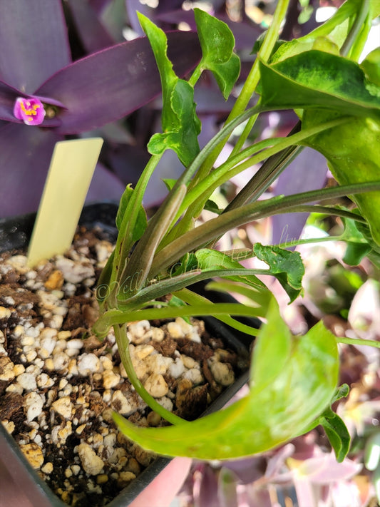 Syngonium Podophyllum ‘Three Kings’