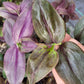 Tradescantia Zebrina ‘Purpusii’