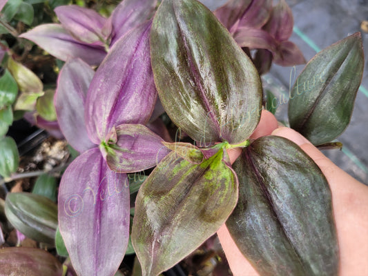 Tradescantia Zebrina ‘Purpusii’