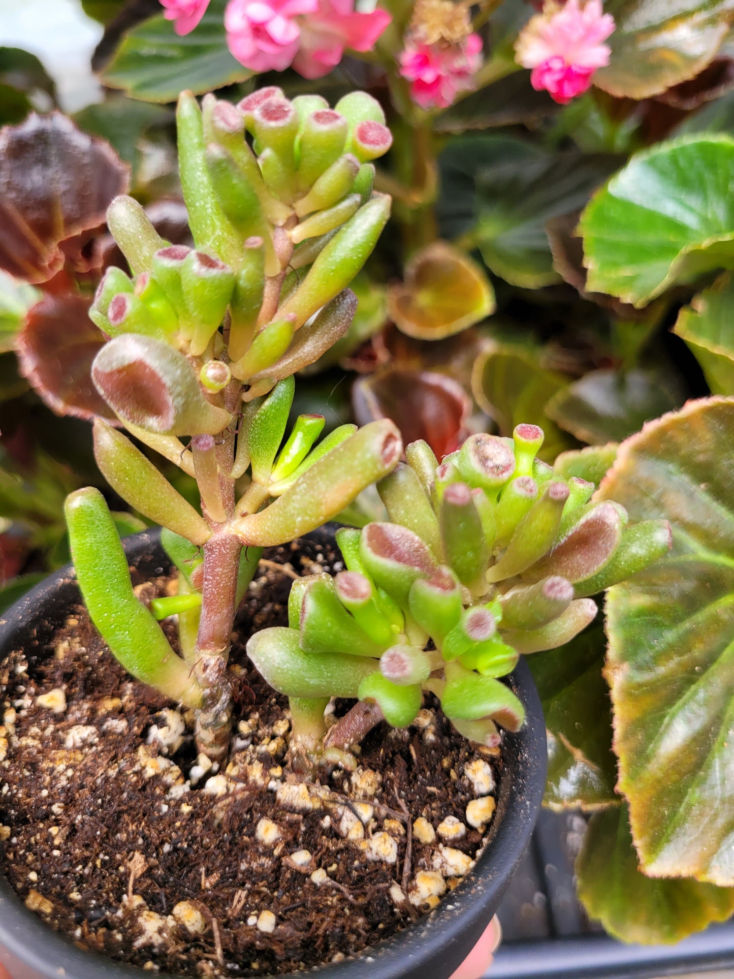 Crassula Ovata Gollum