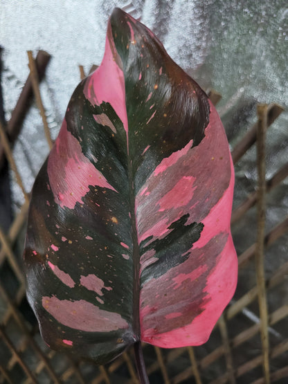 Philodendron Erubescens ‘Pink Princess’ “Marble”