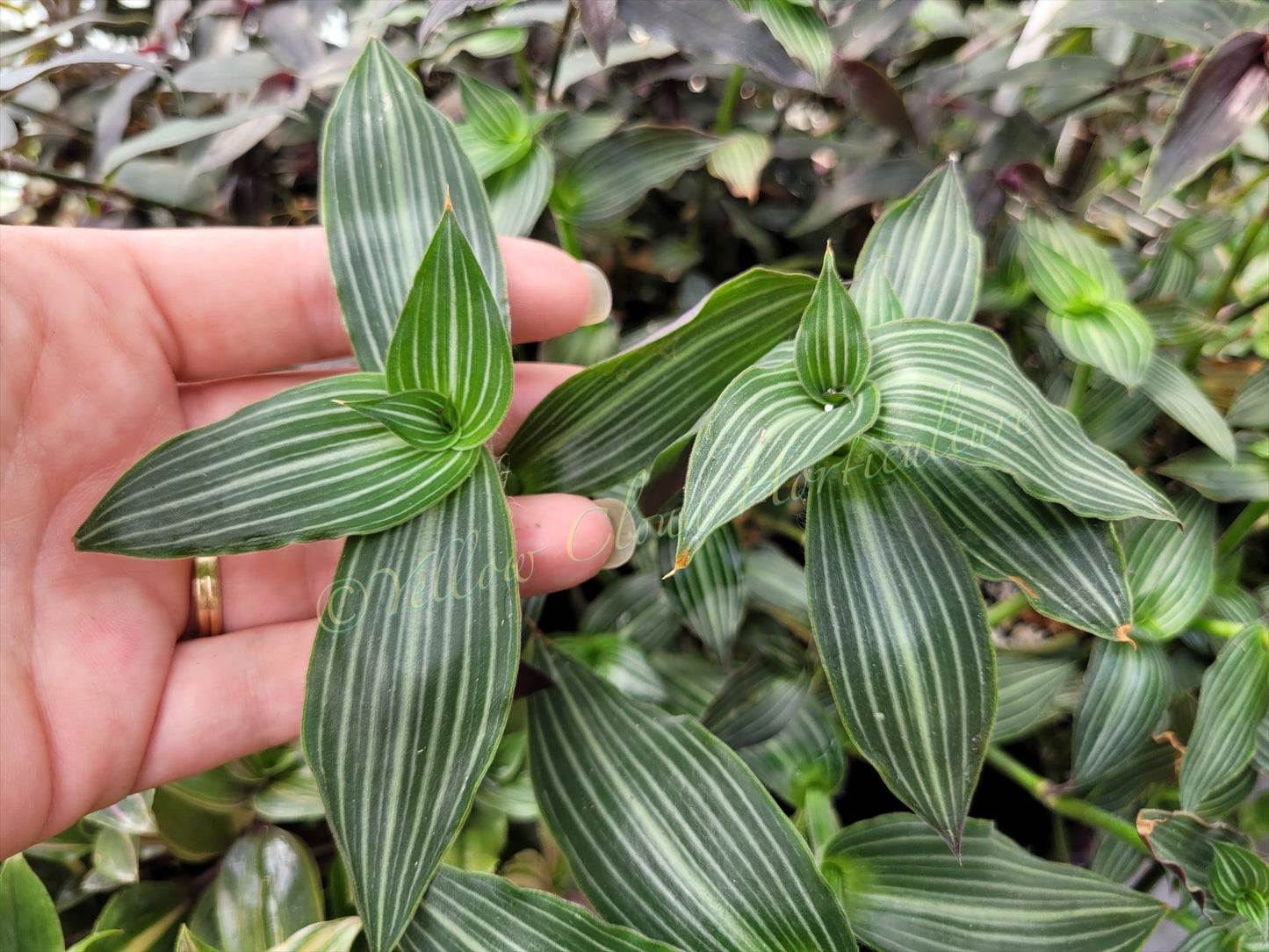 Callisia Gentlei var ‘Elegans’