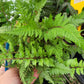 Athyrium filix-femina “Lady Fern”