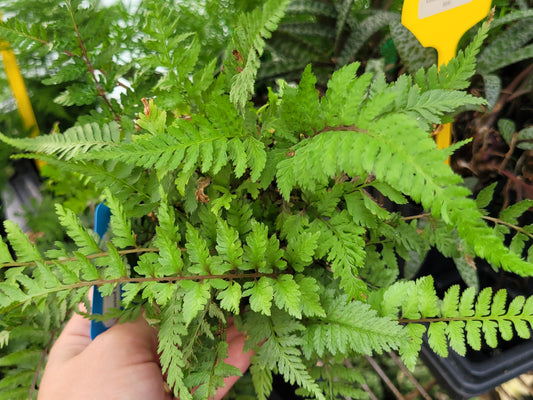 Athyrium filix-femina “Lady Fern”