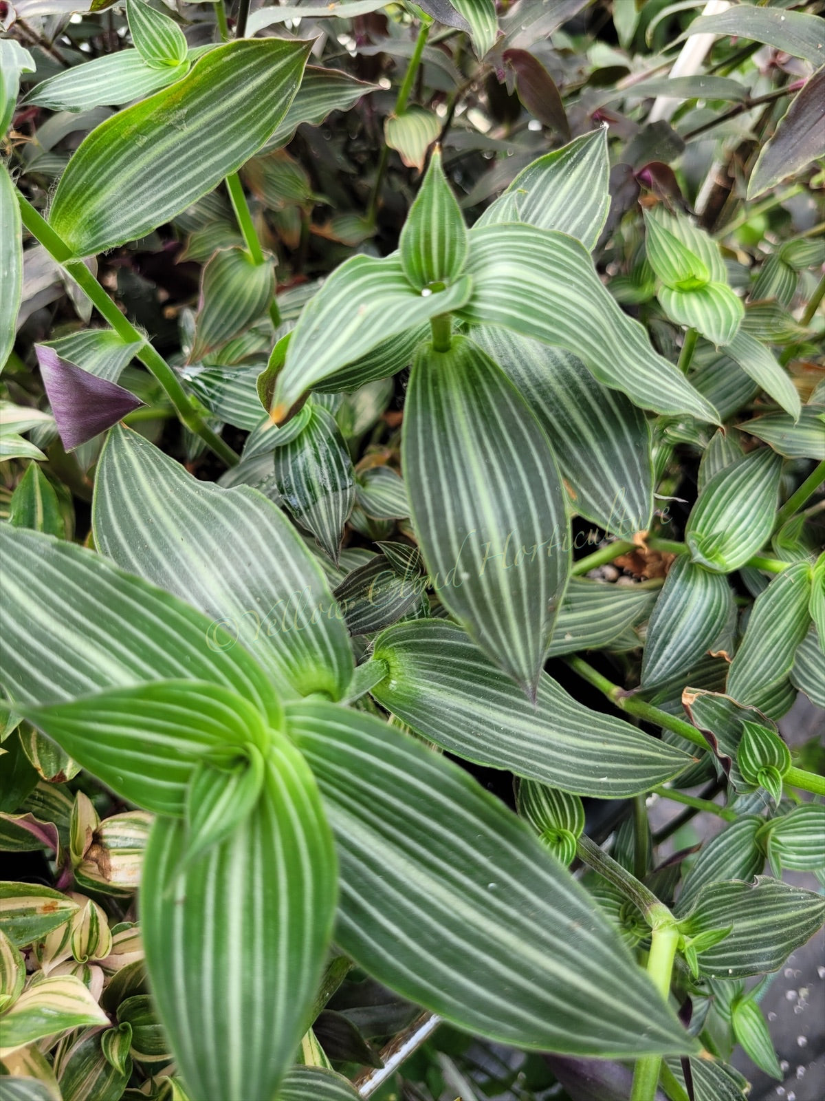 Callisia Gentlei var ‘Elegans’