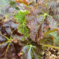 Rex Begonia ‘Harmony’s Ray Glo’