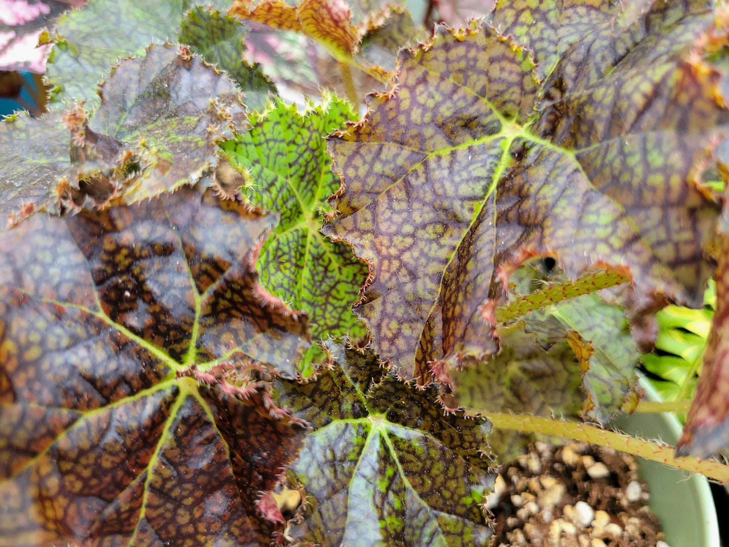 Rex Begonia ‘Harmony’s Ray Glo’