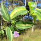 Tinantia Pringlei ‘Variegata’