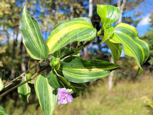 Tinantia Pringlei ‘Variegata’