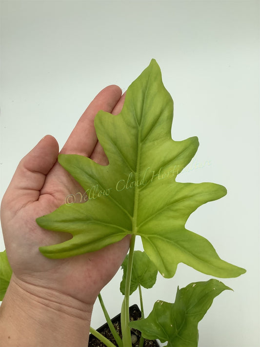 Philodendron Warscewiczii 'Aurea'