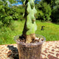 Myrtillocactus geometrizans ‘Fukurokuryuzinboku’ (Boobie Cactus)