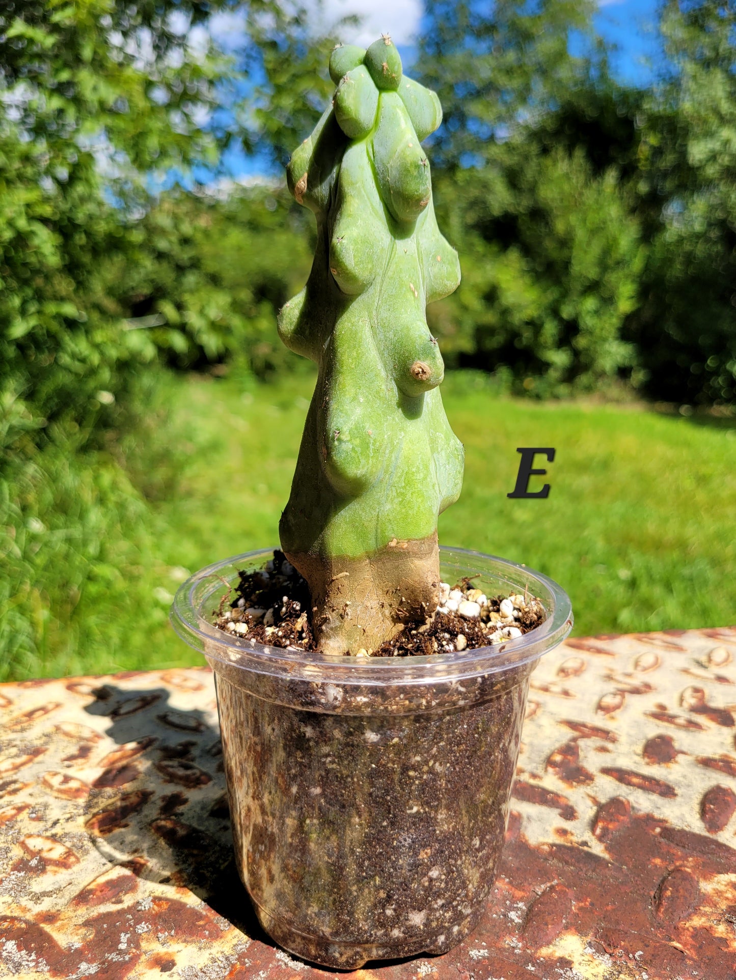 Myrtillocactus geometrizans ‘Fukurokuryuzinboku’ (Boobie Cactus)