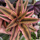 Cryptanthus bivittatus (Earth Star Bromeliad)