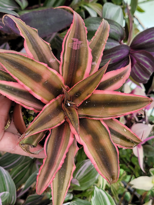 Cryptanthus bivittatus (Earth Star Bromeliad)