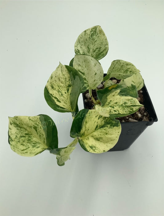 Epipremnum Aureum ‘Manjula’ Pothos