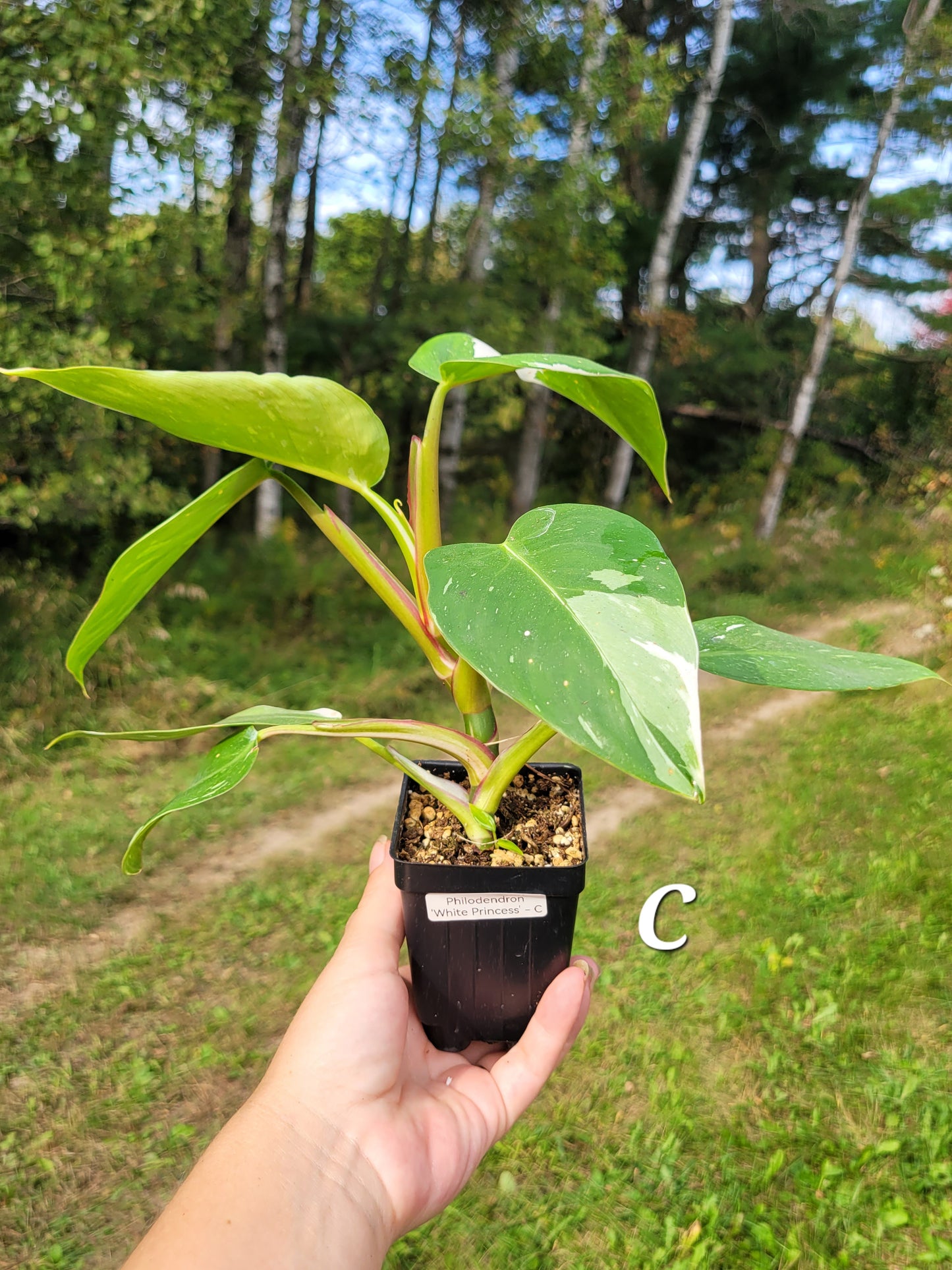 Philodendron ‘White Princess’