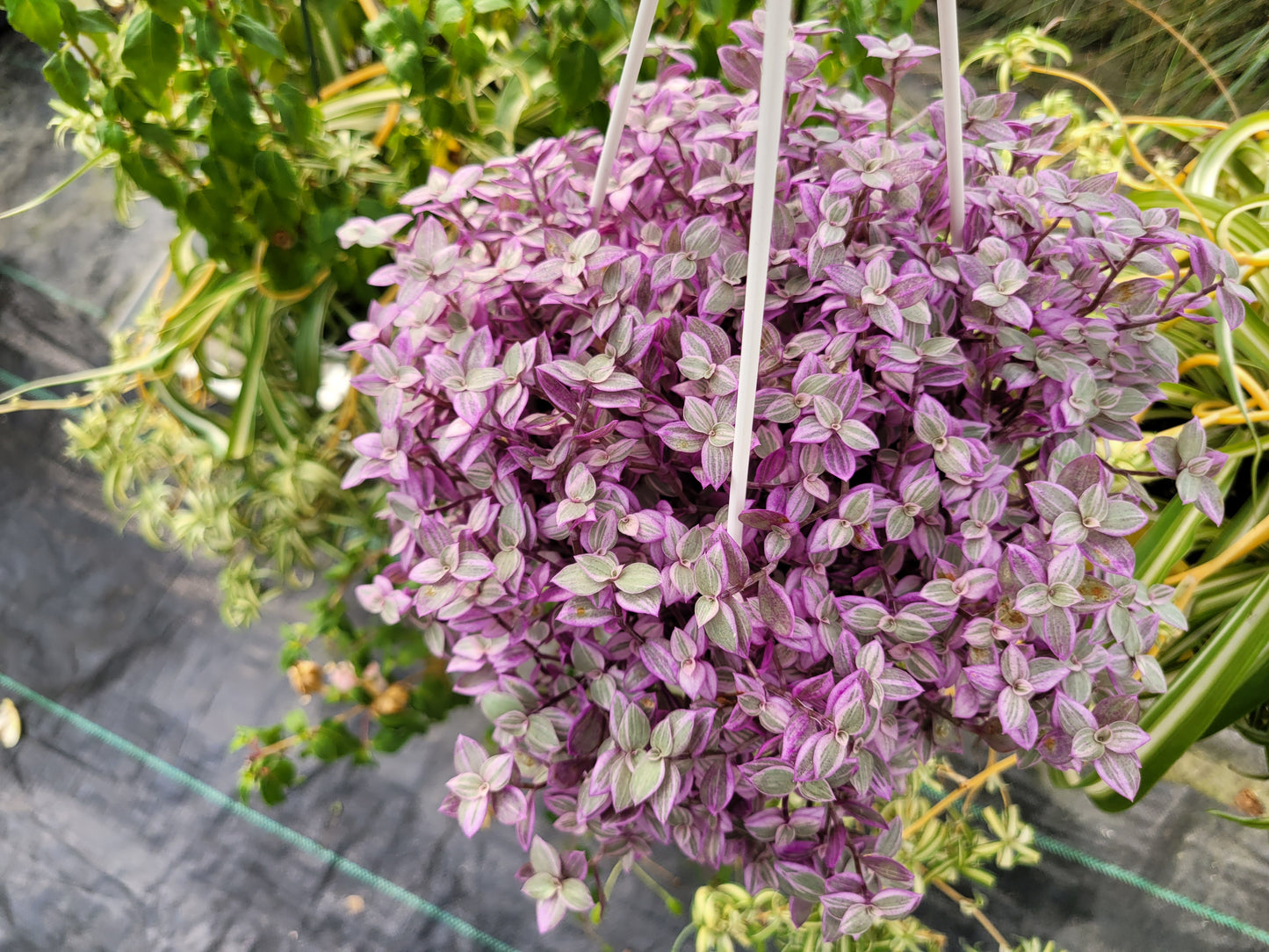 Callisia Repens ‘Rosato’ (“Pink Panther/Pink Lady”)