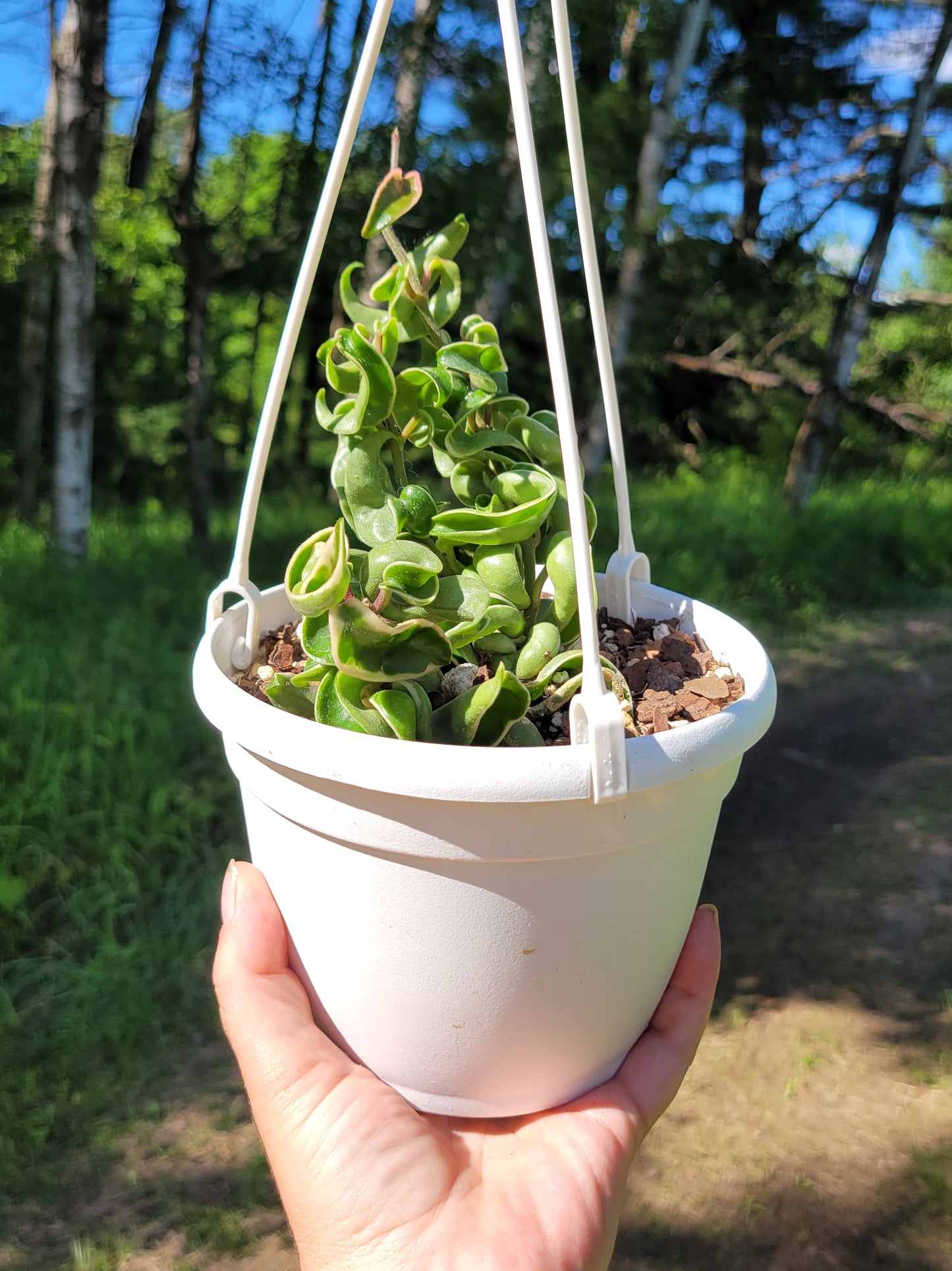 Hoya Compacta “Outer Variegated”