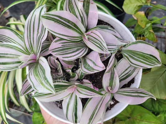 Tradescantia Continental ‘Unicorn’