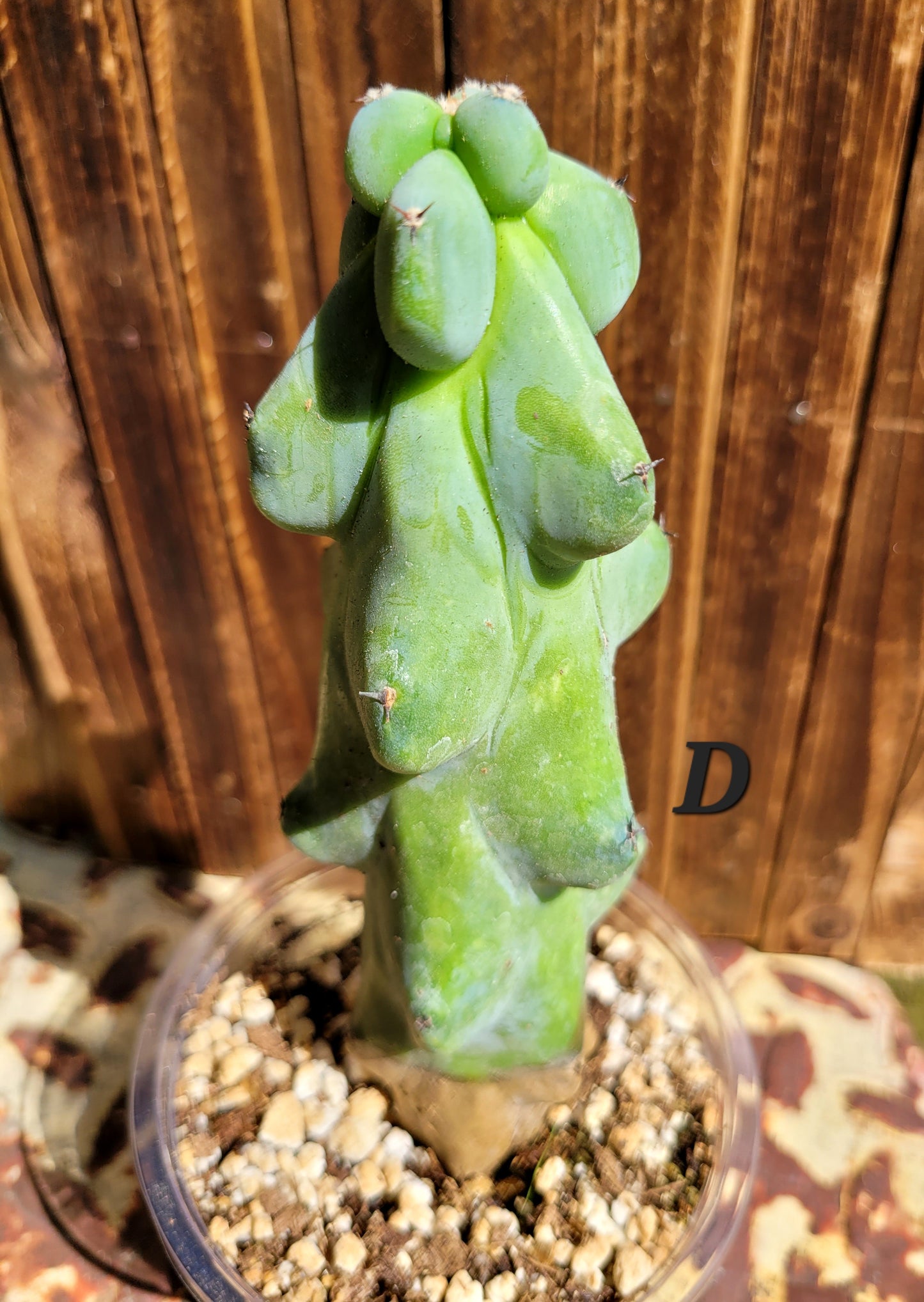 Myrtillocactus geometrizans ‘Fukurokuryuzinboku’ (Boobie Cactus)