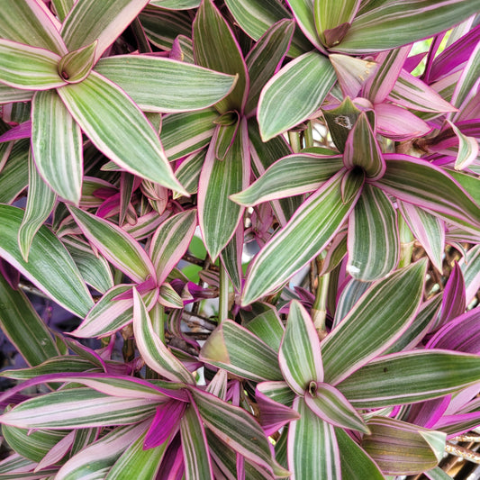 Tradescantia spathacea ‘Sitara’