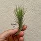 Small Air Plant