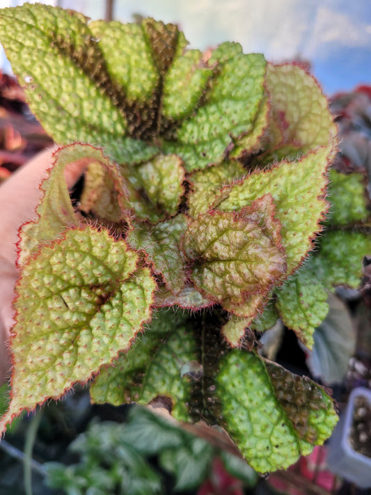 Begonia masoniana (Iron Cross)