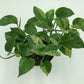 Epipremnum aureum ‘Marble Queen’ Pothos