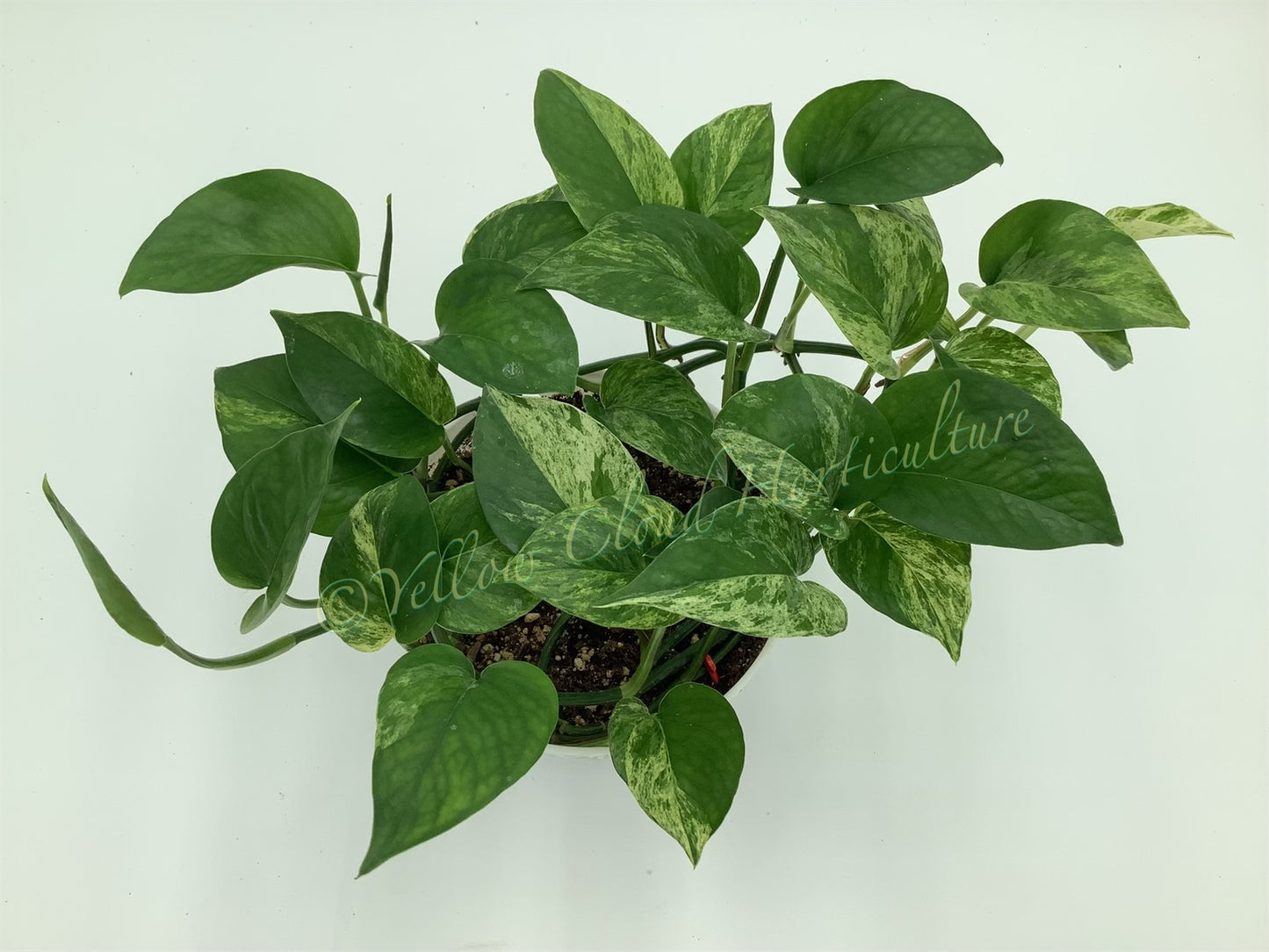 Epipremnum aureum ‘Marble Queen’ Pothos