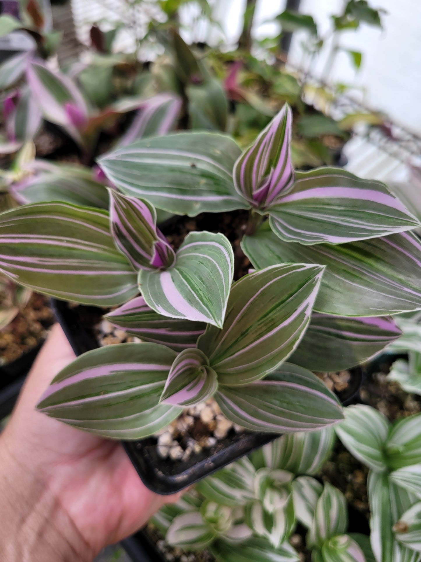 Tradescantia Continental ‘Mini Pink’