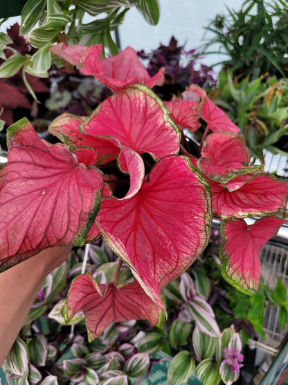 Caladium ‘Florida Sweetheart’