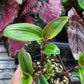 Tradescantia cerinthoides ‘Limelight’